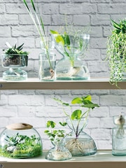 LSA International Canopy Closed Garden - 22cm Terrarium - Image 1 of 3