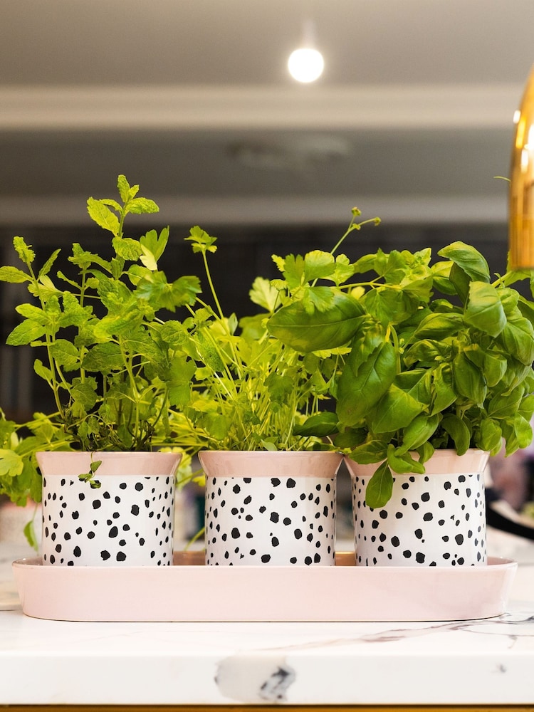 Eleanor Bowmer Set of 3 Dalmatian Herb Pots - Image 1 of 4