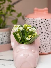 Eleanor Bowmer Pink Frank Dog Planter - Image 1 of 4