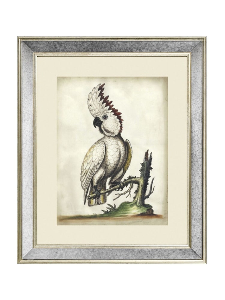 Brookpace Lascelles Cream White Cockatoo III Print in Antique Mirrored Frame - Image 2 of 3