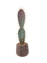 Premier Decorations Ltd None 52cm Artificial cactus in EVA Basket - Image 1 of 2