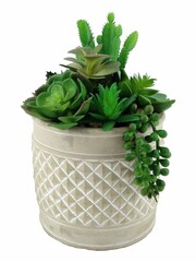 Bayswood Green 95H Succulent in Cement Pot 9.5H Succulent in Cement Pot - Image 1 of 1