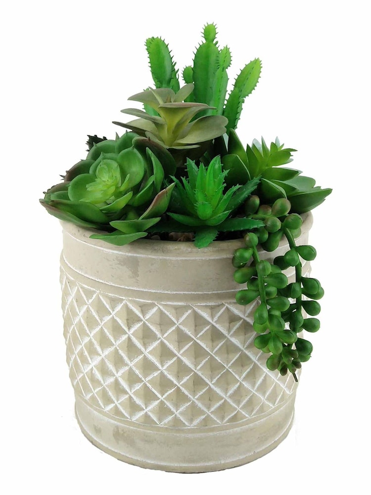 Bayswood Green 95H Succulent in Cement Pot 9.5H Succulent in Cement Pot - Image 1 of 1