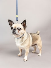 BUILT Blue Pet NightSafe™ Double Handled Small Dog Lead - Image 2 of 4