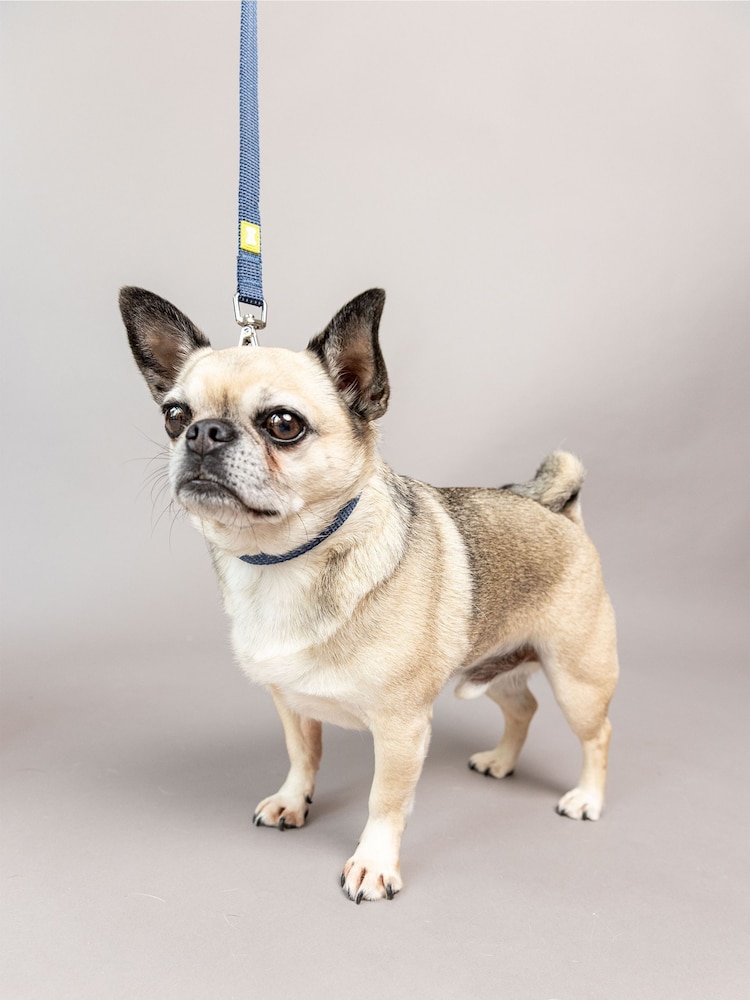 BUILT Blue Pet NightSafe™ Double Handled Small Dog Lead - Image 2 of 4