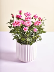 Pink Chic Rose Real Plant - Image 1 of 4