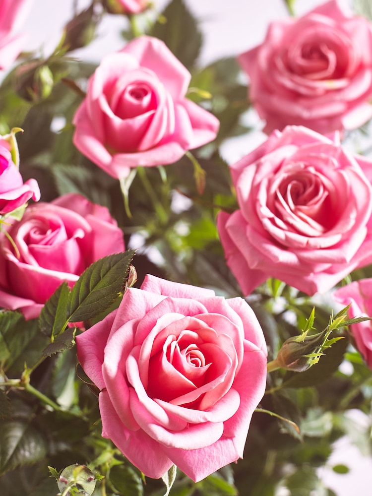 Pink Chic Rose Real Plant - Image 2 of 4