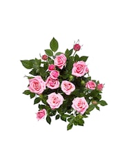 Pink Chic Rose Real Plant - Image 4 of 4