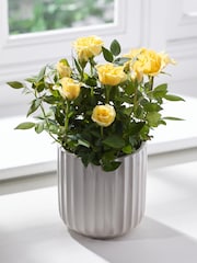 Yellow Friendship Rose Real Plant - Image 1 of 3