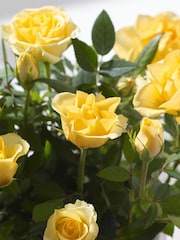 Yellow Friendship Rose Real Plant - Image 2 of 3