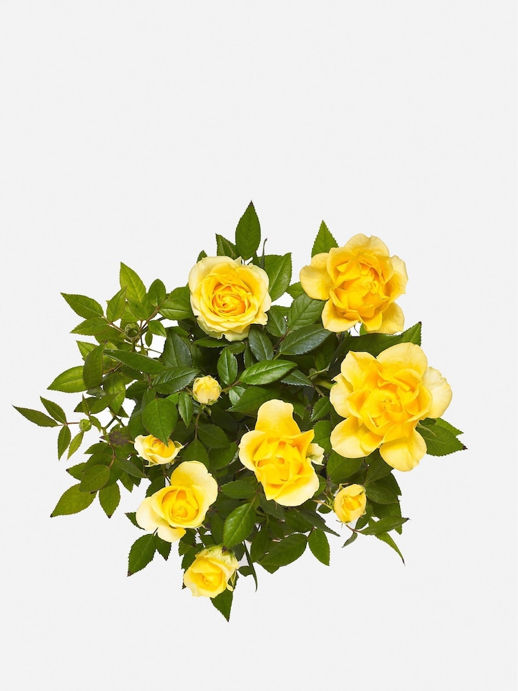 Yellow Friendship Rose Real Plant - Image 3 of 3