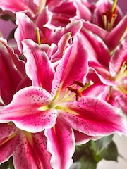 Pink Oriental Lily and Birthday Balloon Real Plant Gift Bag - Image 2 of 4