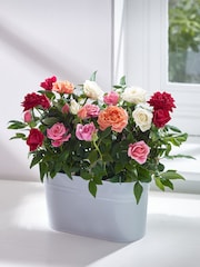 Bright Rose Duo Real Plant in Grey Painted Tin - Image 1 of 3