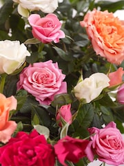 Bright Rose Duo Real Plant in Grey Painted Tin - Image 2 of 3