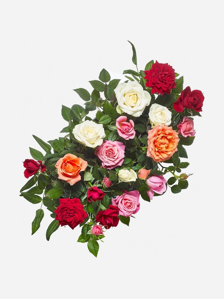 Bright Rose Duo Real Plant in Grey Painted Tin - Image 3 of 3