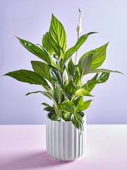 White White Peace Lily Real Plant - Image 1 of 3