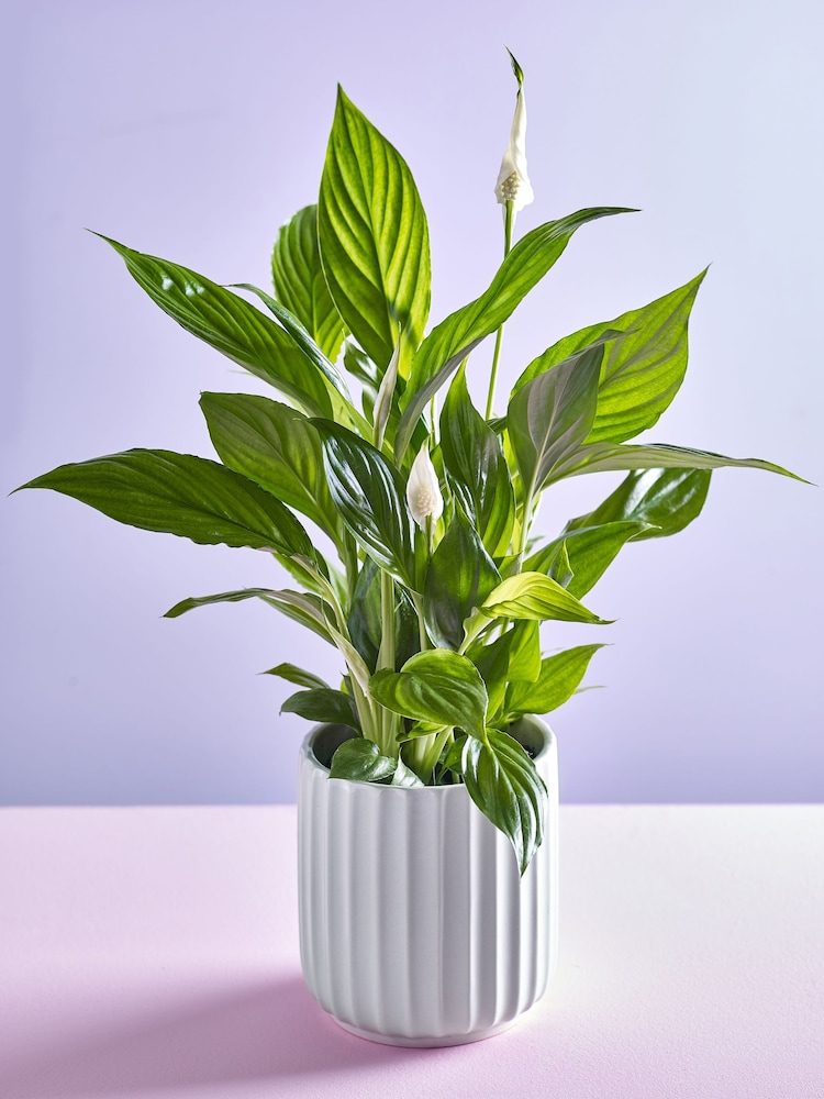 White White Peace Lily Real Plant - Image 1 of 3