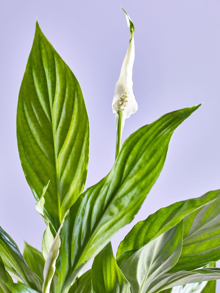White White Peace Lily Real Plant - Image 2 of 3
