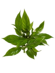 White White Peace Lily Real Plant - Image 3 of 3