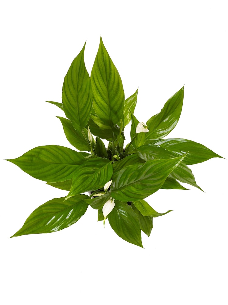 White White Peace Lily Real Plant - Image 3 of 3
