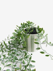 Green Artificial Trailing Plant In Stripe Ceramic Pot - Image 3 of 4