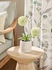 White Artificial Allium Plant In Ribbed Ceramic Pot - Image 1 of 4