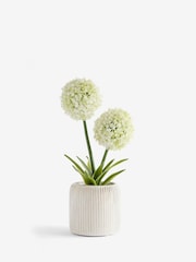White Artificial Allium Plant In Ribbed Ceramic Pot - Image 3 of 4