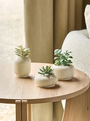 Set of 3 Green Succulents In Ribbed Plant Pots - Image 1 of 3