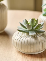 Set of 3 Green Succulents In Ribbed Plant Pots - Image 2 of 3