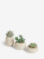 Set of 3 Green Succulents In Ribbed Plant Pots - Image 3 of 3