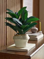 Green Artificial Rubber Plant in Ceramic Pot - Image 1 of 4