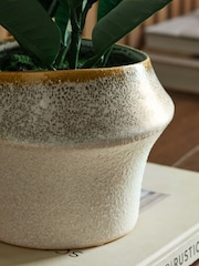 Green Artificial Rubber Plant in Ceramic Pot - Image 2 of 4