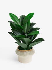 Green Artificial Rubber Plant in Ceramic Pot - Image 3 of 4