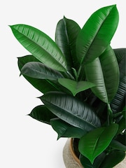 Green Artificial Rubber Plant in Ceramic Pot - Image 4 of 4