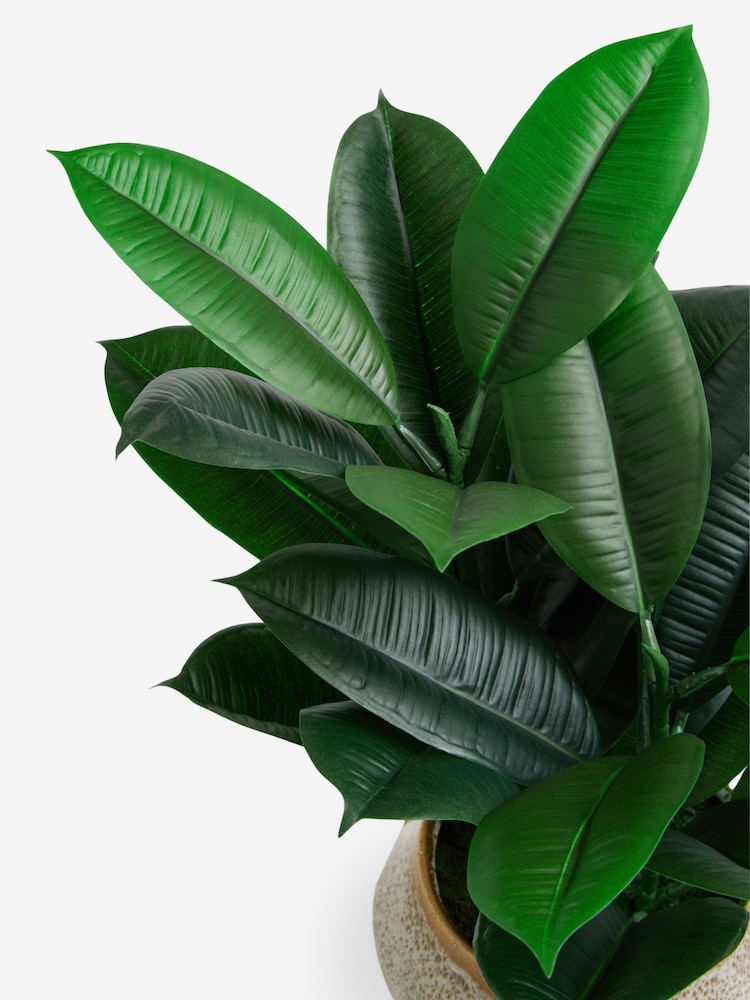 Green Artificial Rubber Plant in Ceramic Pot - Image 4 of 4
