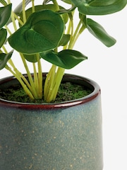 Green Artificial Money Tree Plant In Mini Ceramic Pot - Image 4 of 4