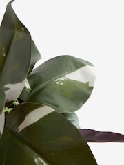 Silver Artificial Variegated Plant in Chrome Pot - Image 3 of 4