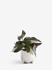 Silver Artificial Variegated Plant in Chrome Pot - Image 4 of 4