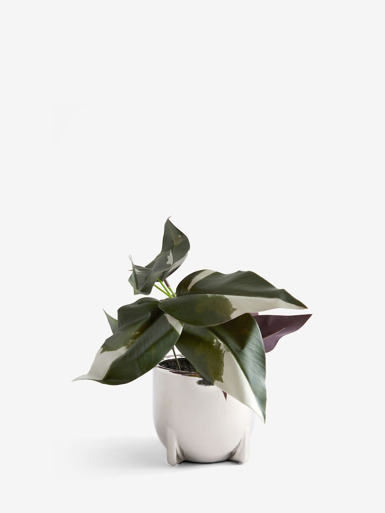 Silver Artificial Variegated Plant in Chrome Pot - Image 4 of 4