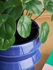 Green Artificial Money Tree Plant In Blue Ceramic Pot - Image 2 of 4