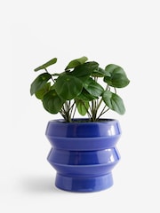 Green Artificial Money Tree Plant In Blue Ceramic Pot - Image 4 of 4