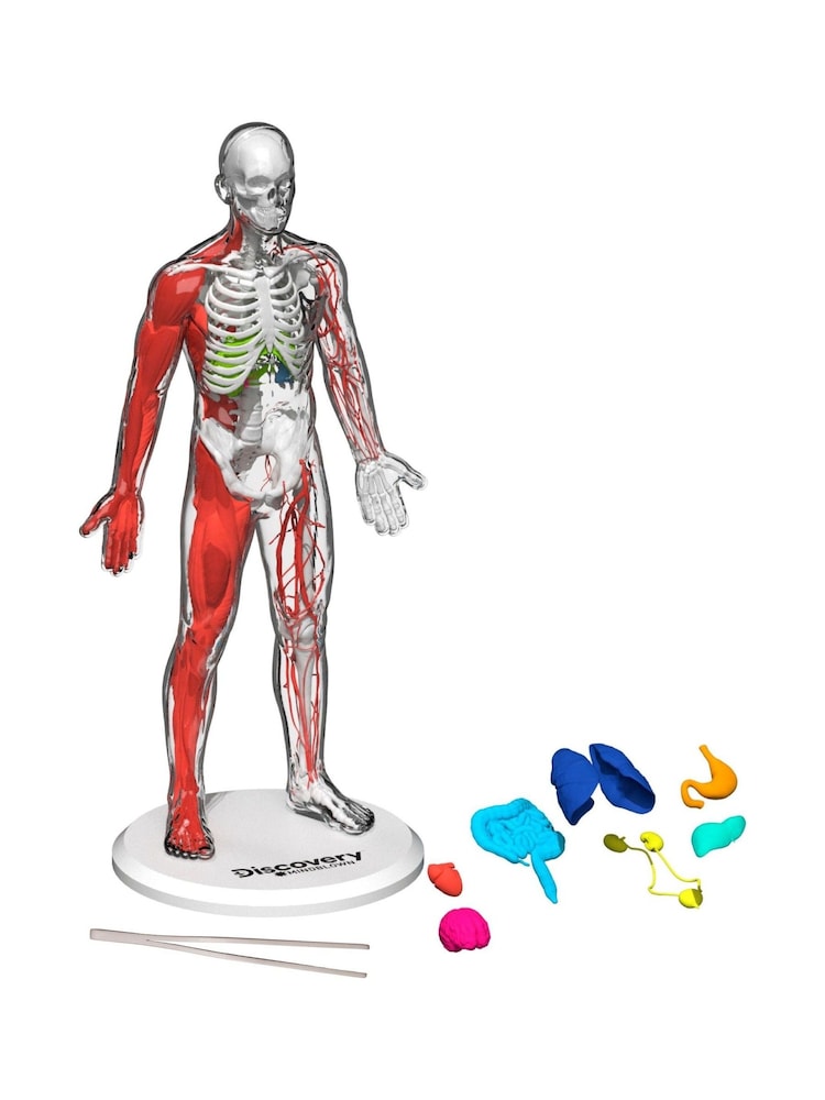 Discovery Mindblown 3D Human Anatomy Biology Model 28 Piece - Image 1 of 4