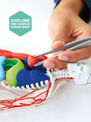 Discovery Mindblown 3D Human Anatomy Biology Model 28 Piece - Image 3 of 4