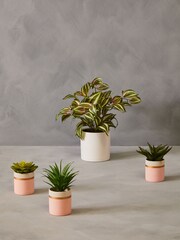 Interiors by Premier Pink Fiori Succulents Set of 3 - Image 4 of 6