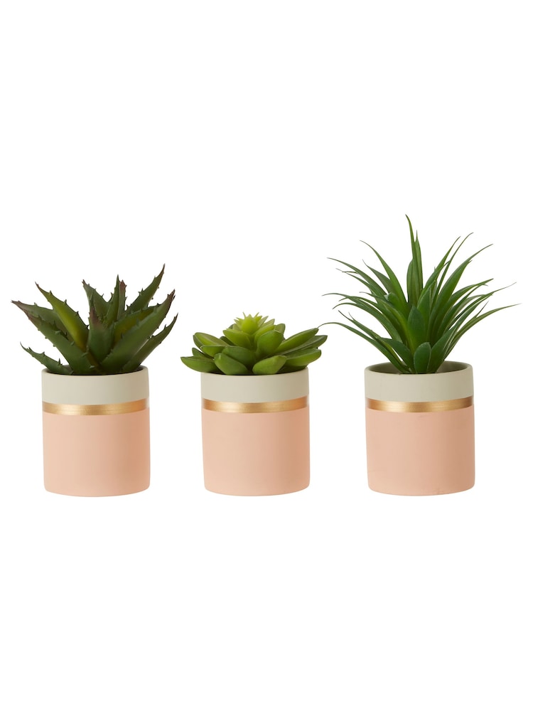Interiors by Premier Pink Fiori Succulents Set of 3 - Image 6 of 6 Interiors by Premier Pink Fiori Succulents Set of 3 - Image 6 of 6