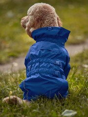 Blue 4-Leg Waterproof Dog Coat - Image 3 of 8