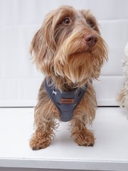 FatFace Grey Dogs Small Harness - Image 1 of 1