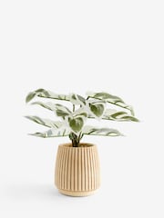 Green/White Artificial Variagated Plant In Striped Ceramic pot - Image 3 of 4