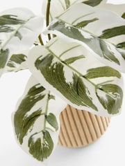 Green/White Artificial Variagated Plant In Striped Ceramic pot - Image 4 of 4