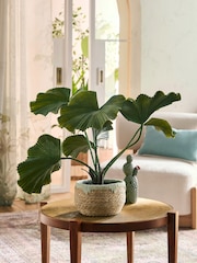 Green Artificial Palm Plant In Woven Basket - Image 1 of 4